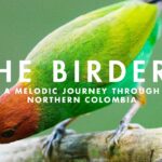 como se percibe el azar en la sombra de un condor