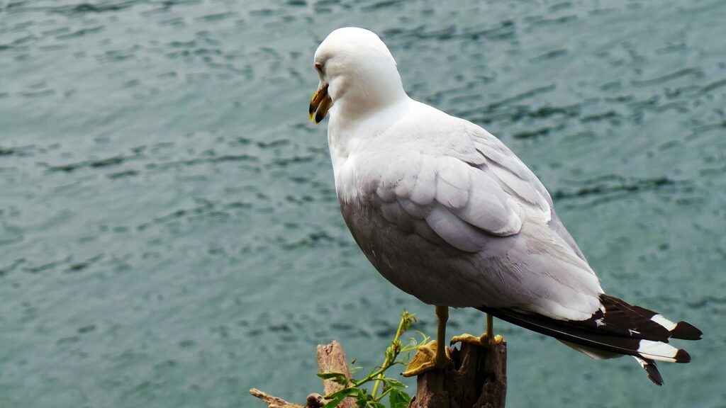 Cómo se representan los sueños en La gaviota 7 como se representan los suenos en la gaviota
