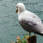 como se representan los suenos en la gaviota