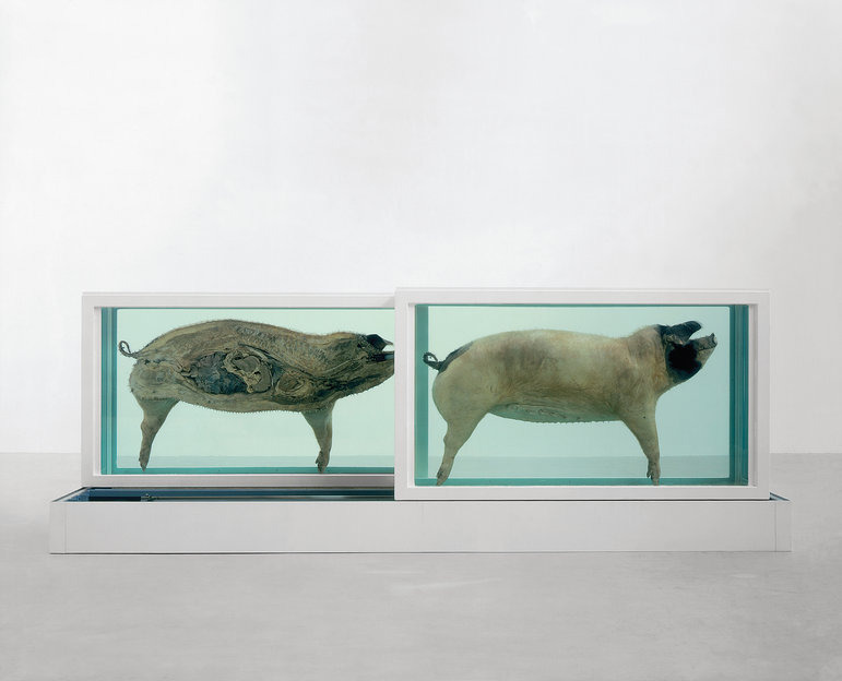 Cómo se utilizaban los animales en las representaciones 7 como se utilizaban los animales en las representaciones