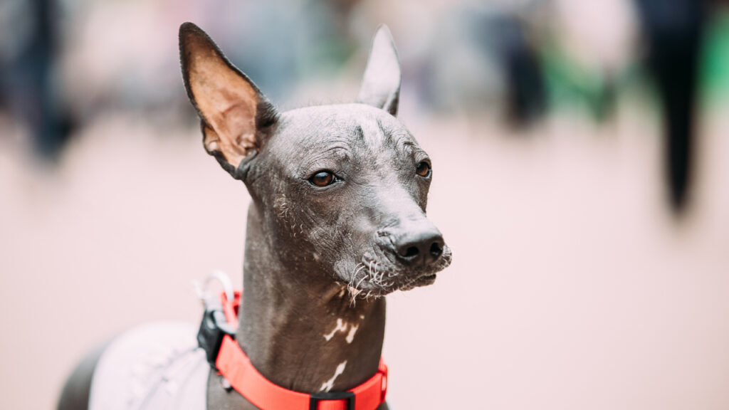 El teatro: plataforma de reflexión sobre derechos animales 6 el teatro plataforma de reflexion sobre derechos animales